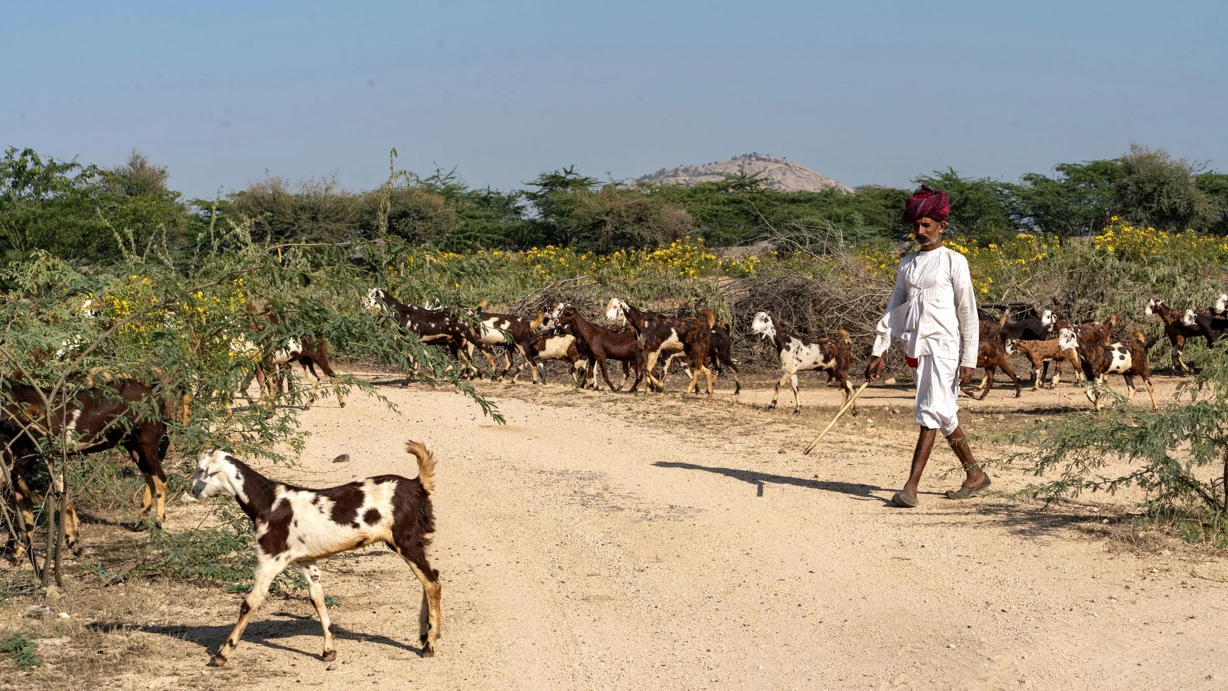 A Rabari shepherd in a crimson turban walking a dirt track at Bera with his goat herd, a granite dome on the horizon