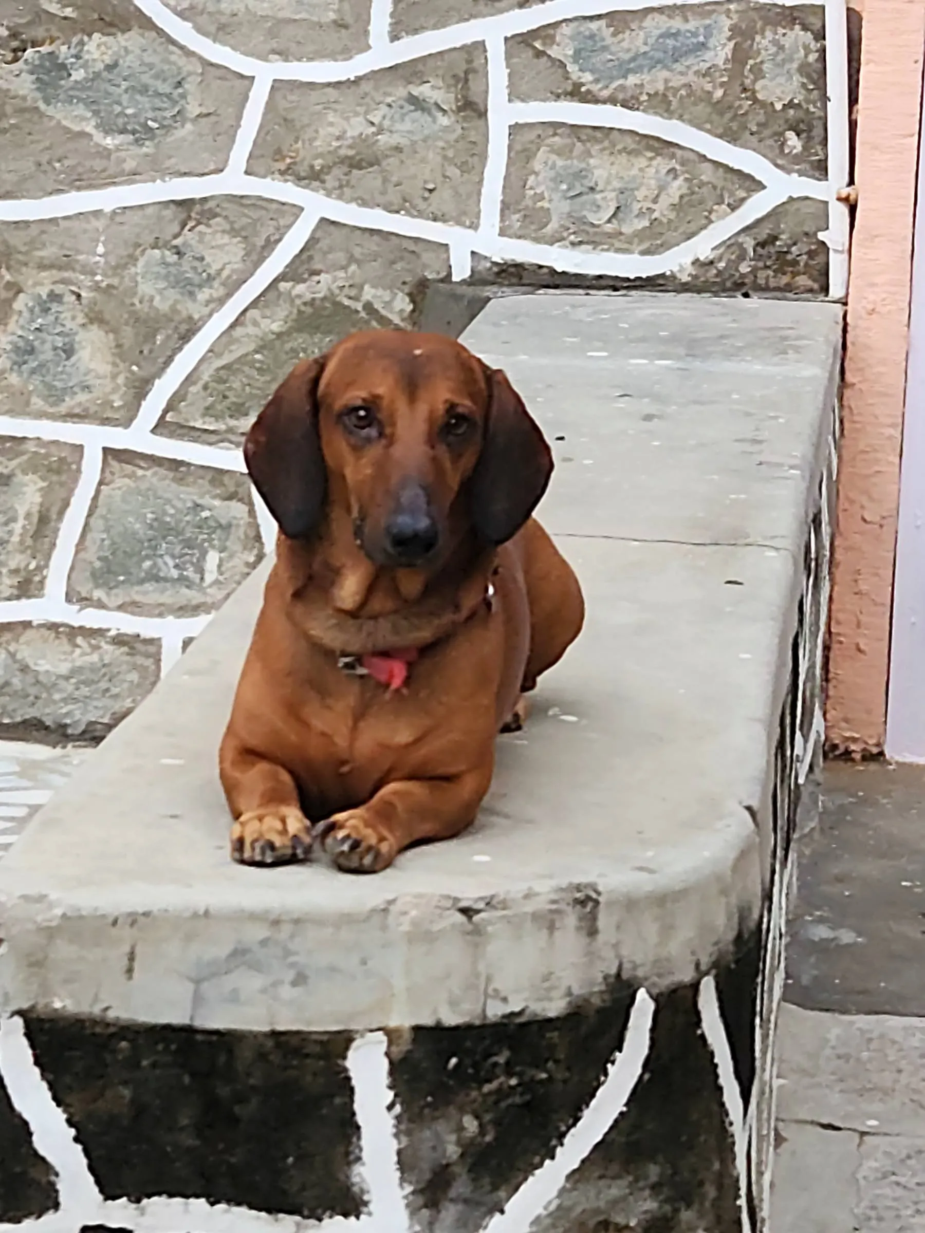 The house dachshund sitting on the crazy-paved steps, watching the courtyard