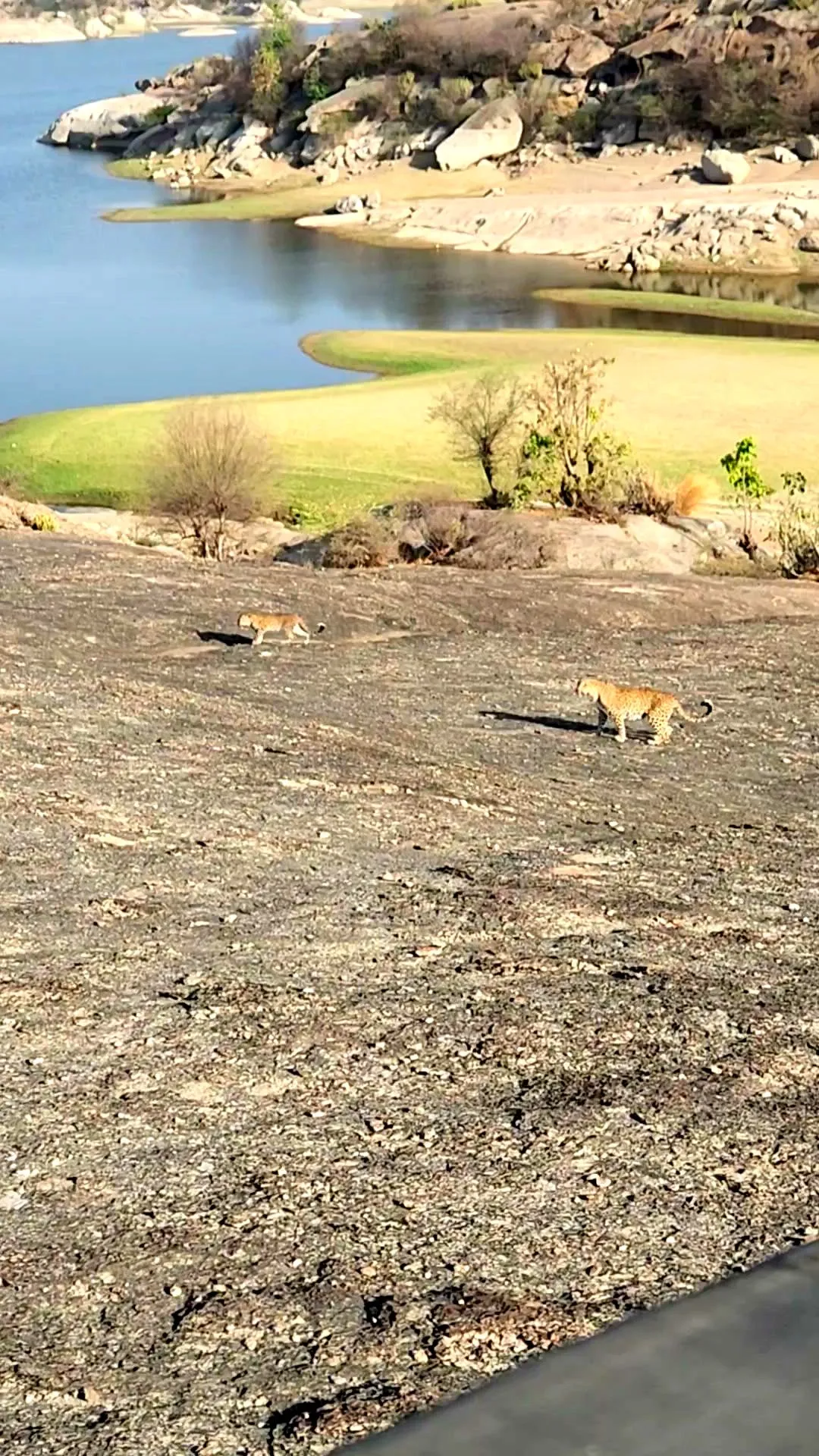 Two leopards crossing an open granite slope above the still water of Jawai, early in the morning